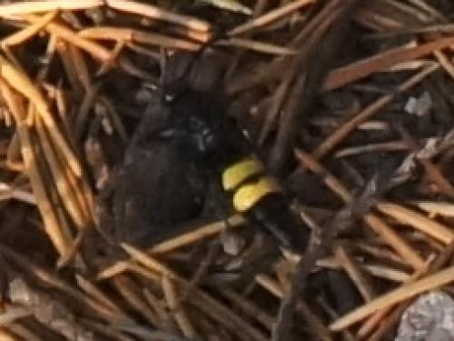 Scolia hirta